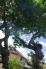 大きくなった西岸寺境内のゴムの木
