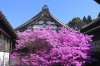 中庭の岩ツツジ…満開です。